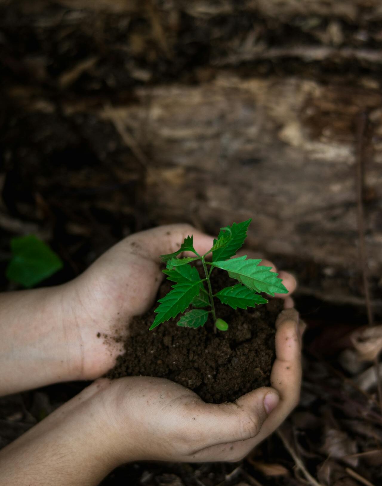 Hands Holding a Plant